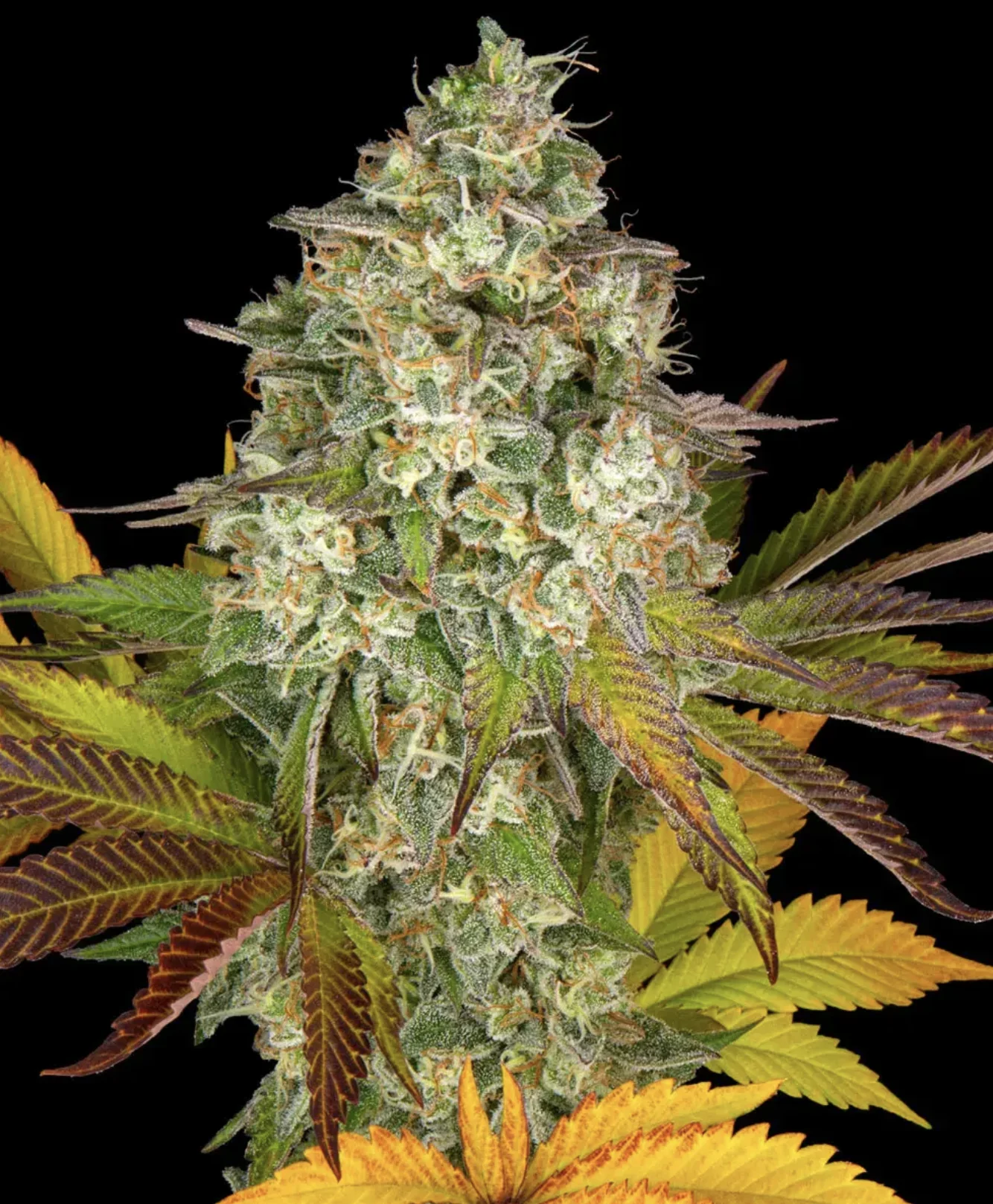 Cookies Kush Auto Barneys Farm