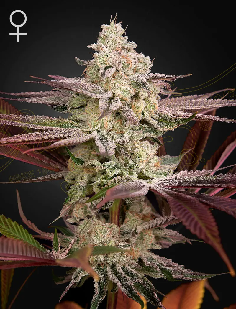 Chemical Bride Greenhouse Seeds