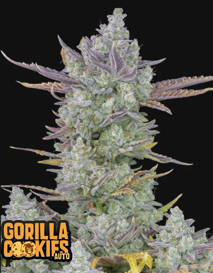 Gorilla Cookies Fast Buds
