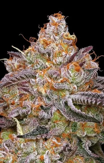 Granny Candy HSC