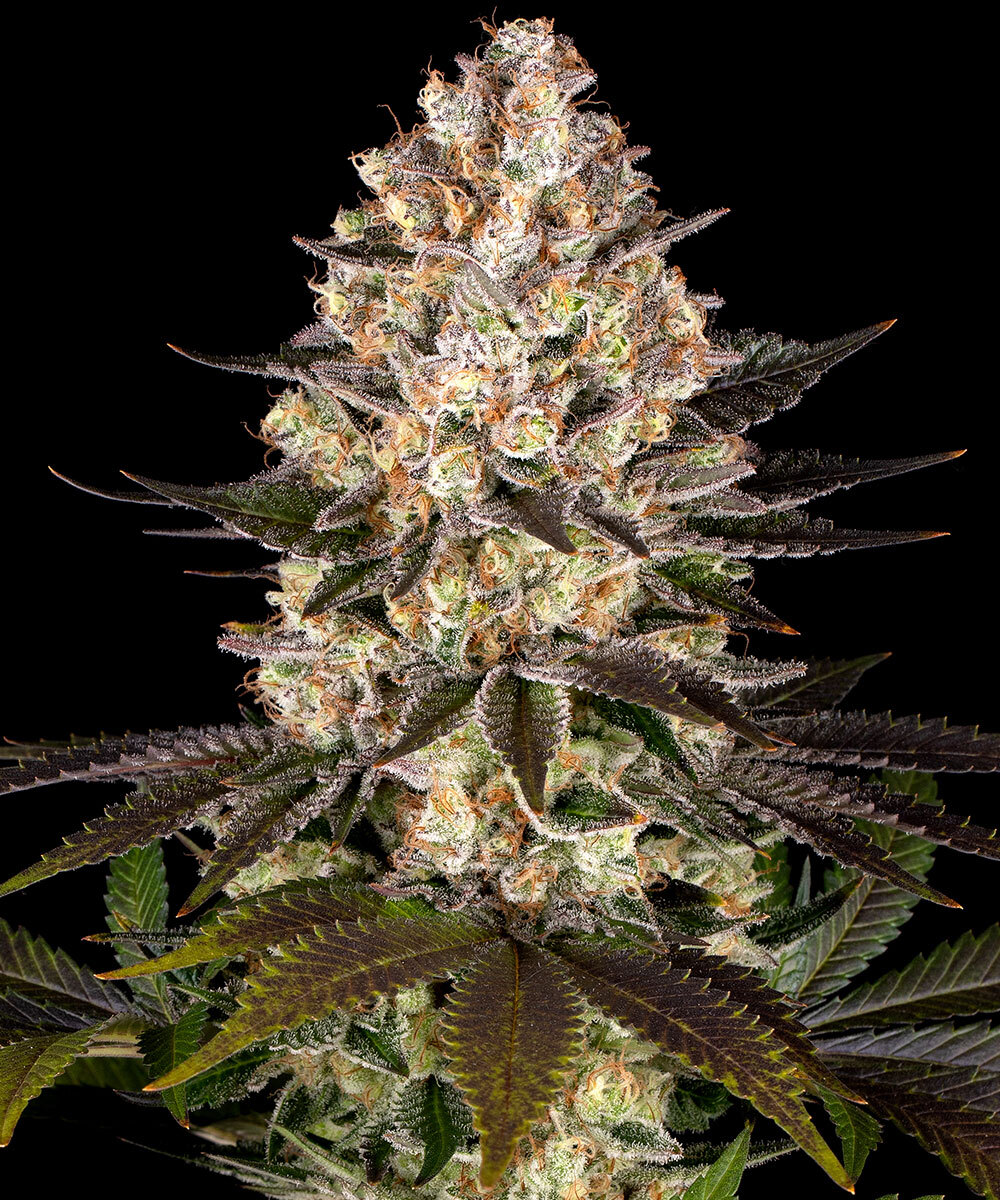 Hindu Kush Barneys Farm