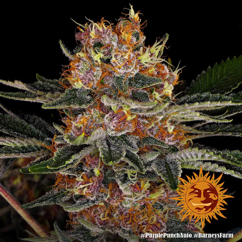 Purple Punch Auto Barneys Farm