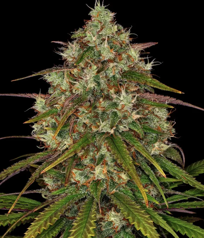 Liberty Haze BF