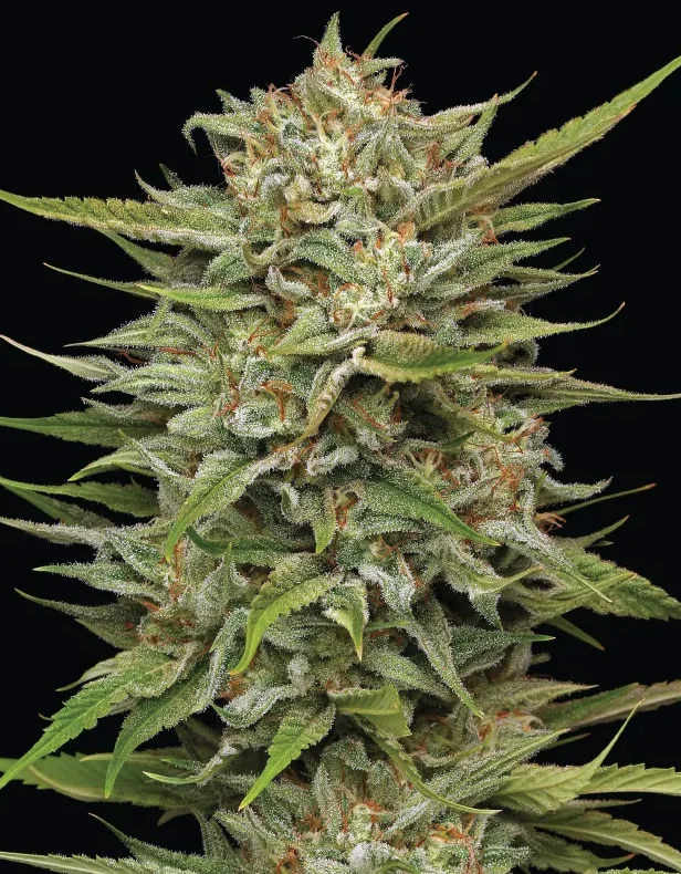 OG Kush Humboldt Seed Company