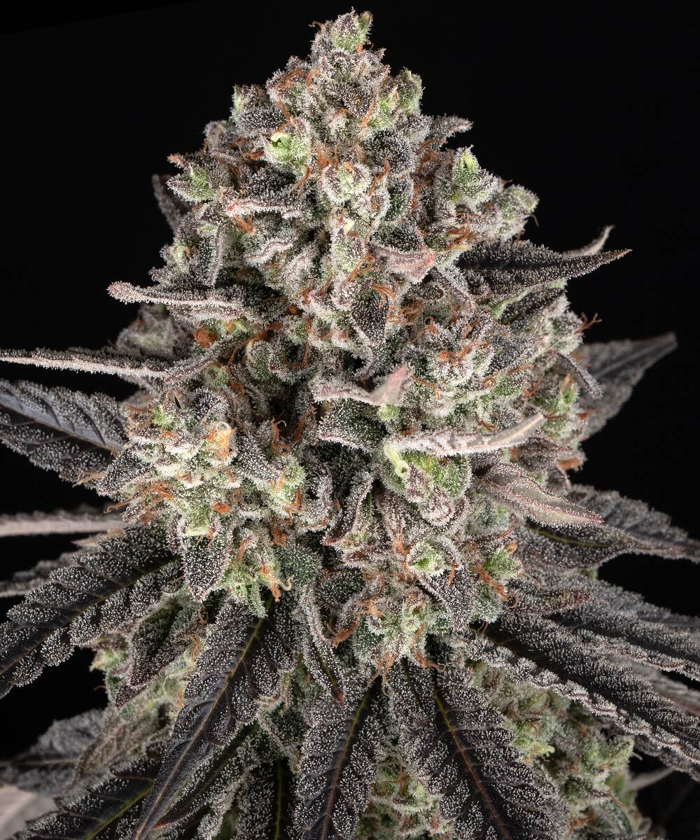 Blue Dream Barneys Farm
