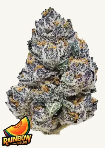 Rainbow Melon FastBuds