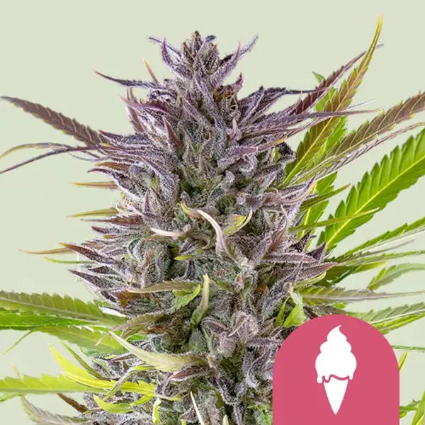 Green Gelato Royal Queen Seeds