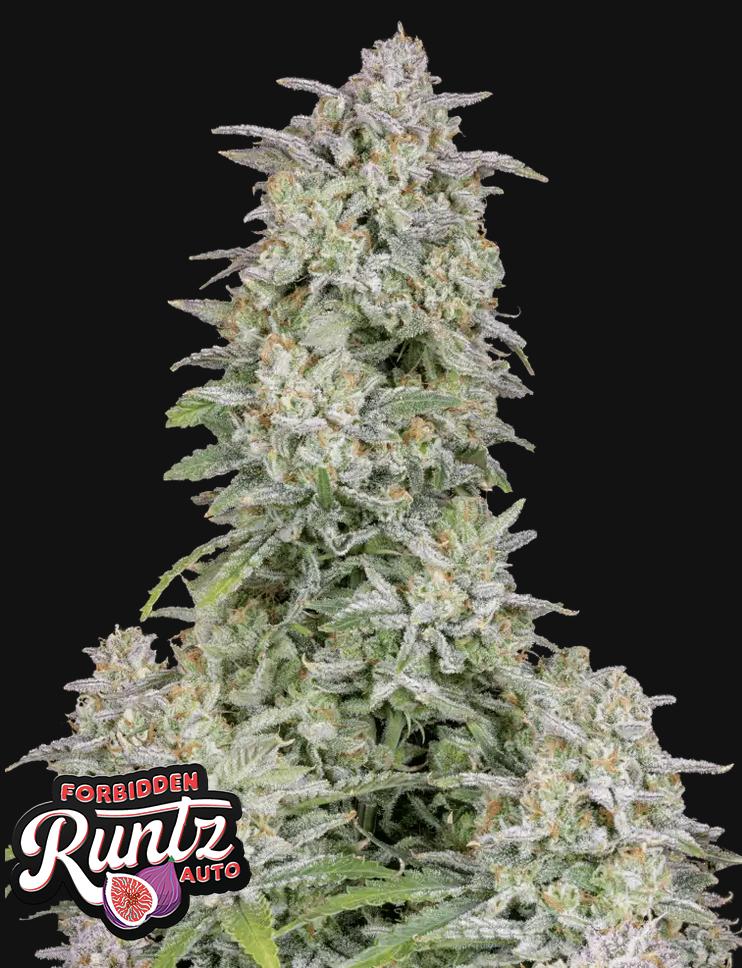 Forbidden Runtz Fast Buds