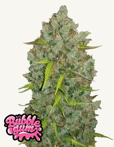 BubbleGum Auto