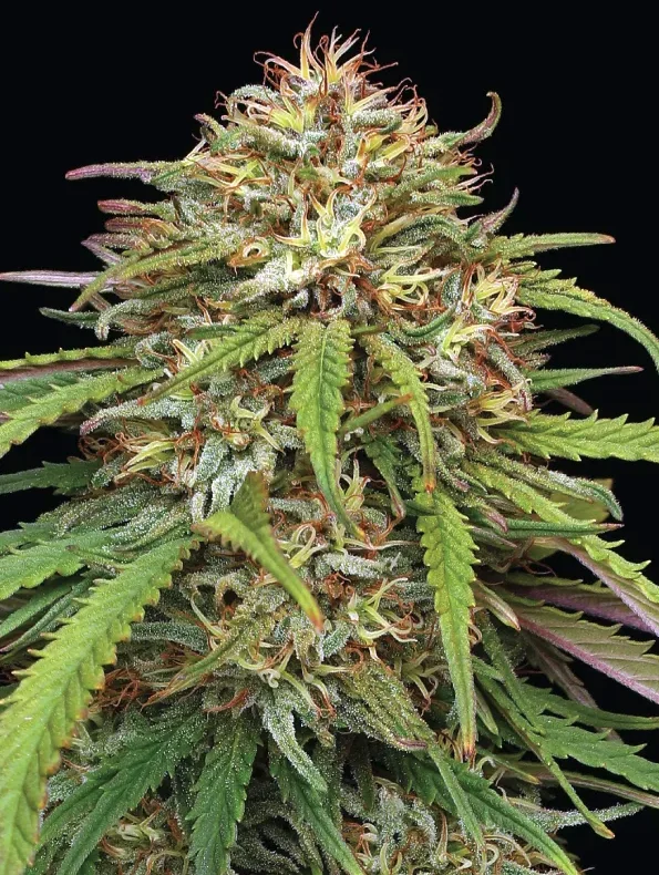 Ed Rosenthals Super High Life HSC