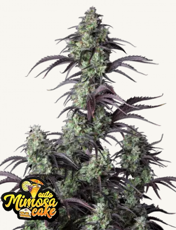 Mimosa Cake Auto FastBuds