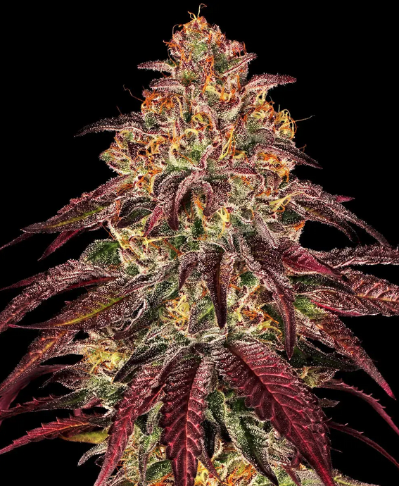 Mimosa x Orange Punch Auto