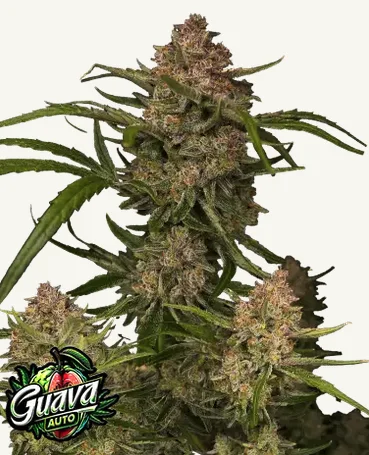 Guava Auto