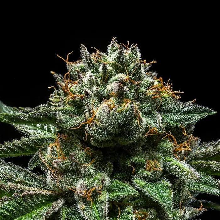 Chempie Ripper Seeds