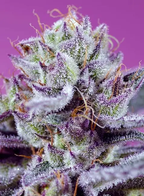 Diablos Delight Sweet Seeds