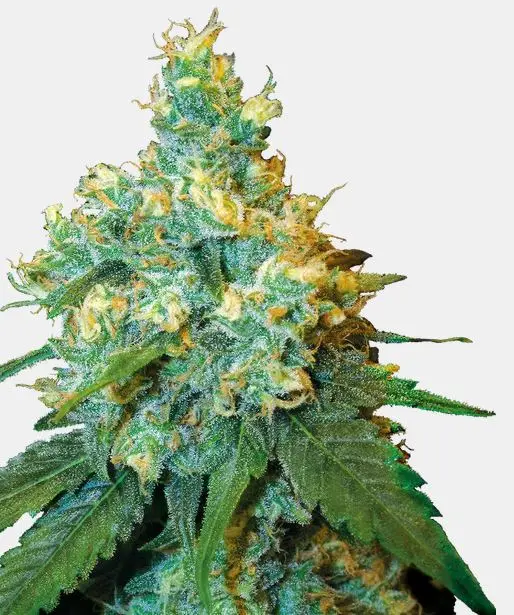 Jack Herer Sensi Seeds