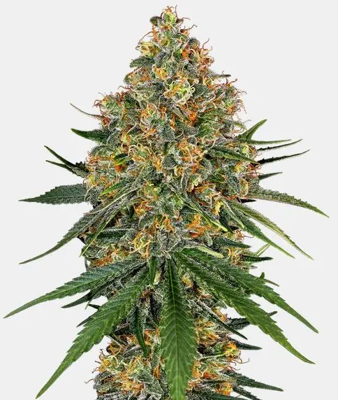 White Cheese White Label