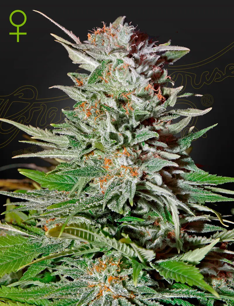 Super Lemon Haze Automatic
