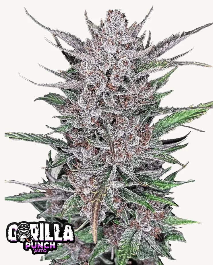 Gorilla Punch Auto FastBuds