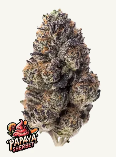 Papaya Sherbet Fast Buds