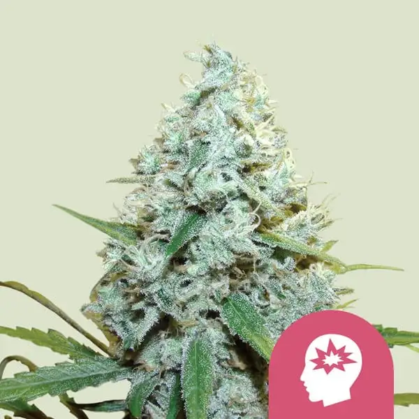 AMG Royal Queen Seeds