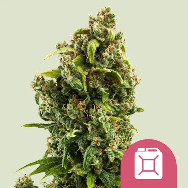 Sour Diesel RQ