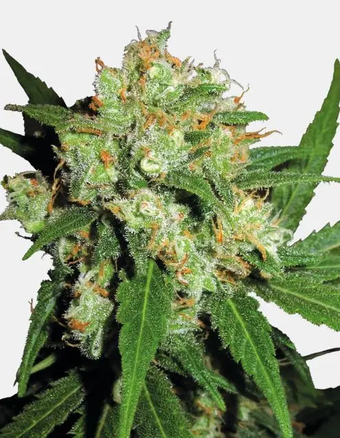 Sensi Skunk Sensi Seeds
