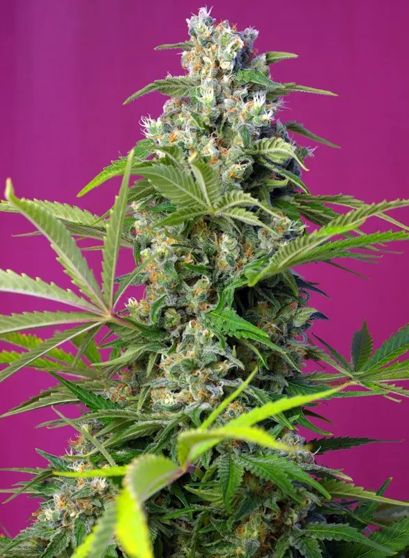 Gorilla Girl Sweet Seeds