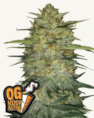 OG Kush Auto
