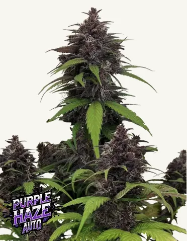 Purple Haze Auto FastBuds