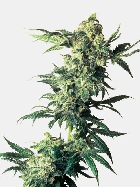 Northern Lights Sensi Seeds