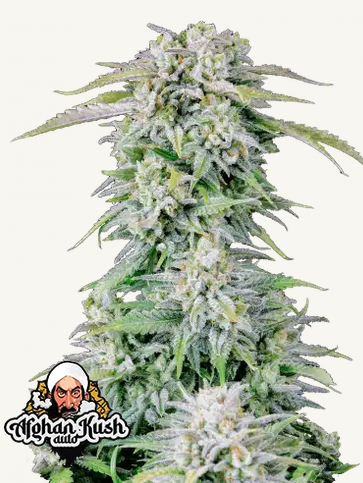 Afghan Kush Auto