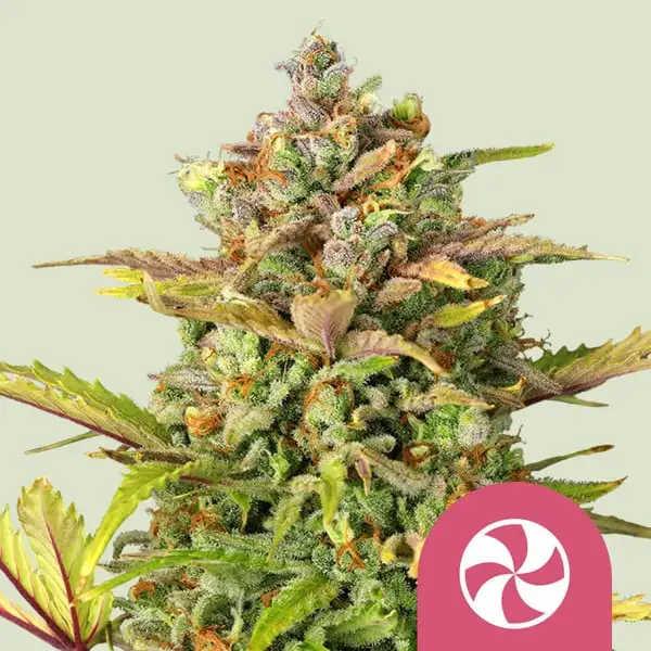 Sweet ZZ Royal Queen Seeds