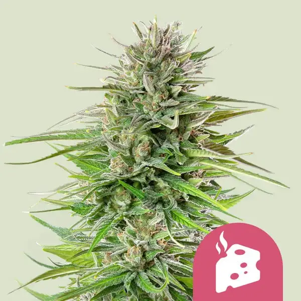 Blue Cheese Royal Queen Seeds