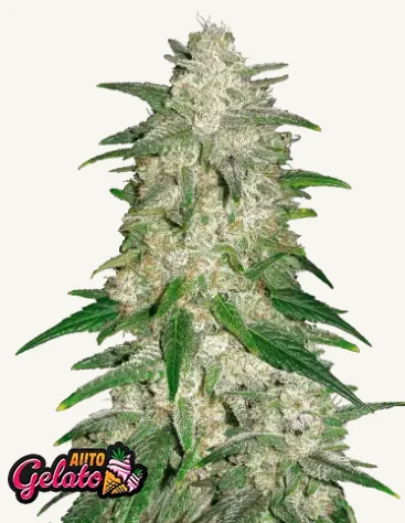 Gelato Auto