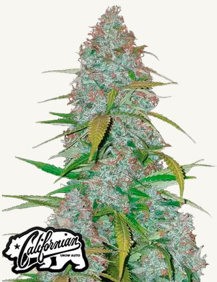 Californian Snow Auto