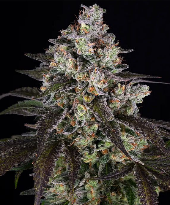 Trainwreck Barneys Farm