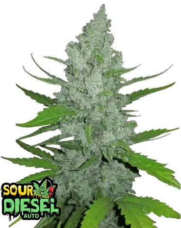 Sour Dieses Auto FastBuds