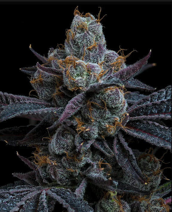 White Runtz Strain Barneys Farm