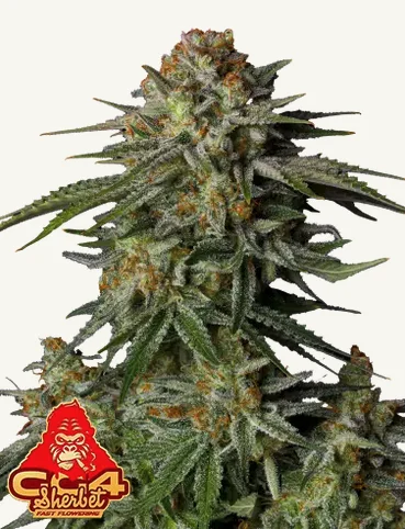 GG4 Sherbet Fast Buds