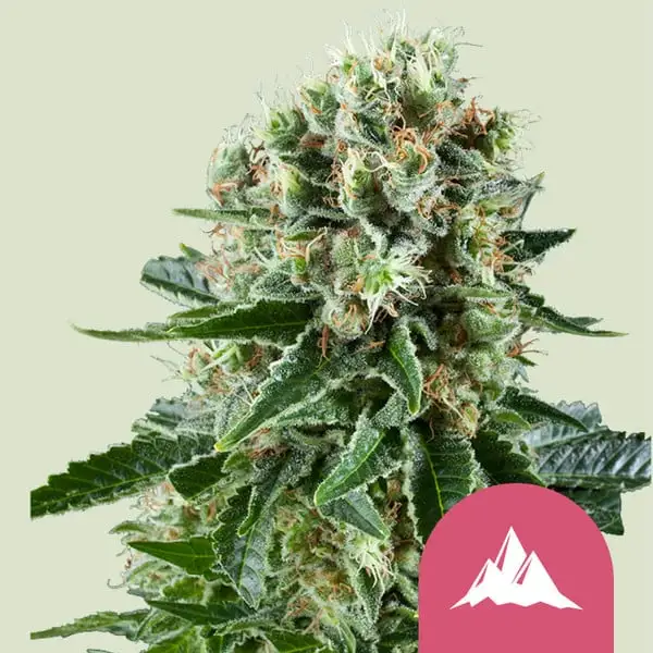 Crtical Kush