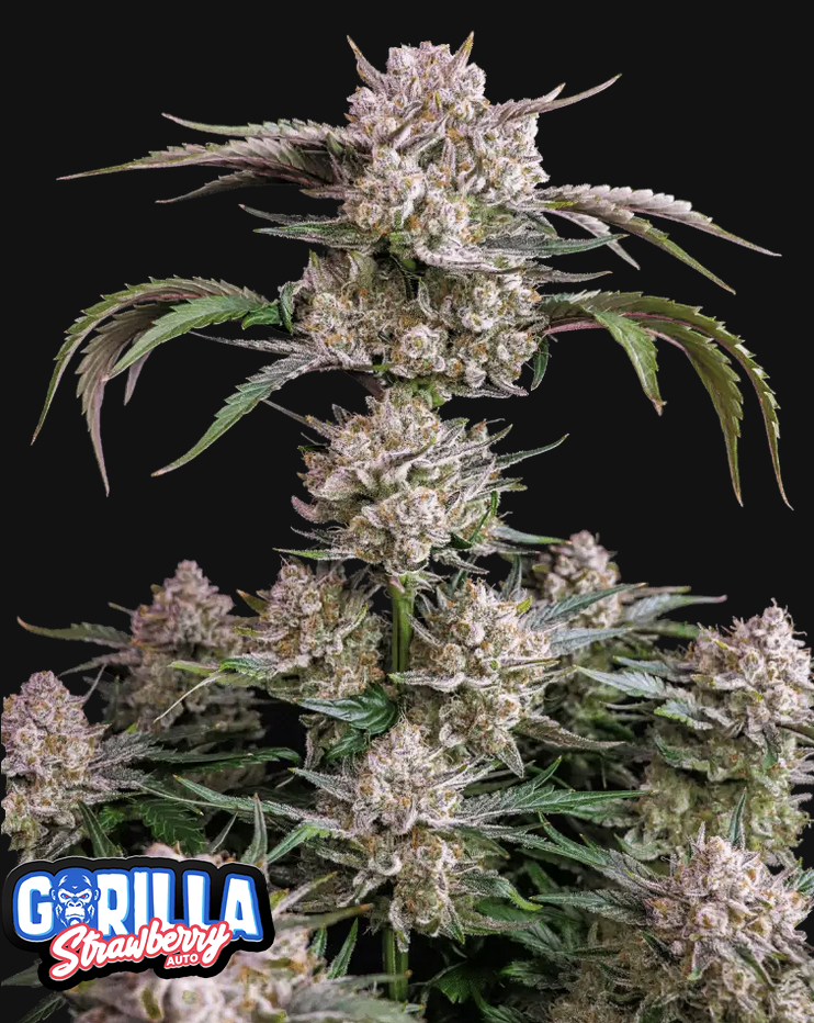 Strawberry Gorilla Fast Buds
