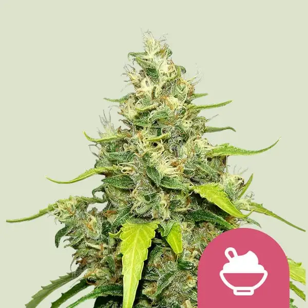 Blue Gelato Royal Queen Seeds