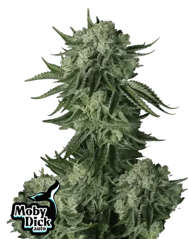 Moby Dick Auto FastBuds