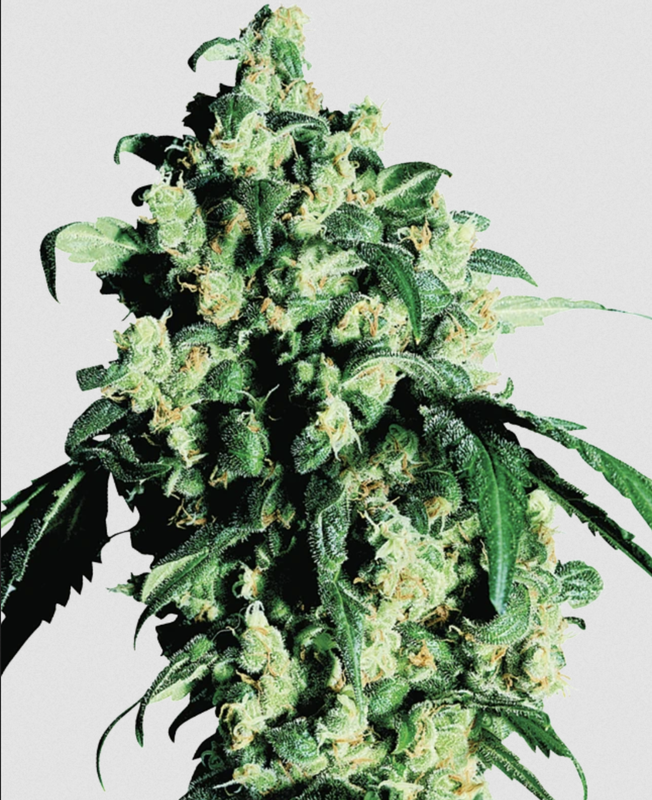 Super Skunk Sensi