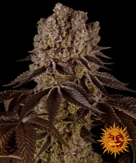 Purple Punch Barneys Farm