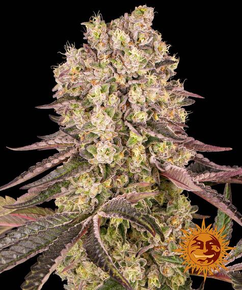 Runtz Muffin Barneys Farm