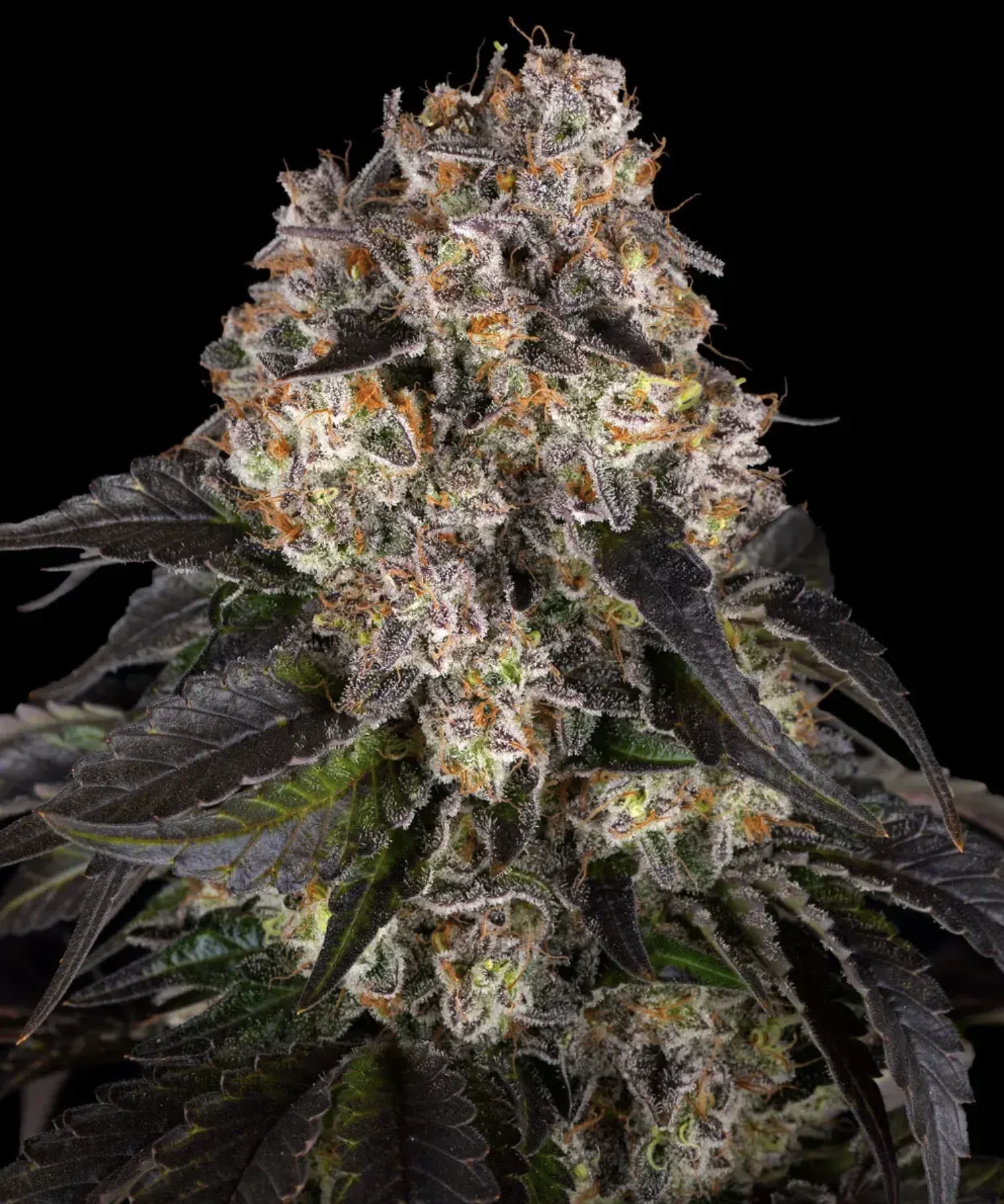 Girl Scout Cookies BF