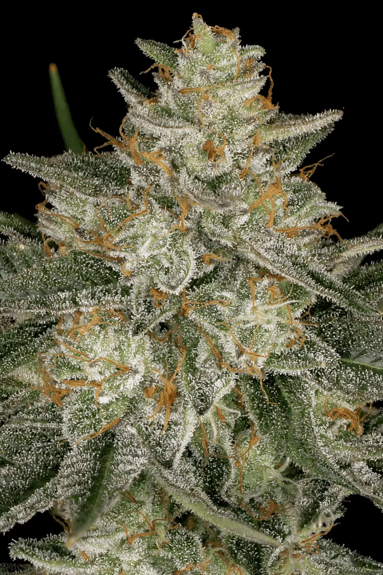 Dutch Kush Paradise Seeds