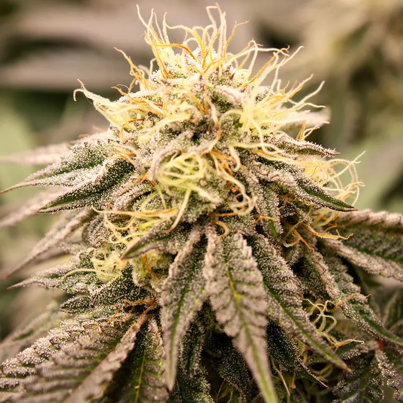 Sundogz Humboldt Seeds